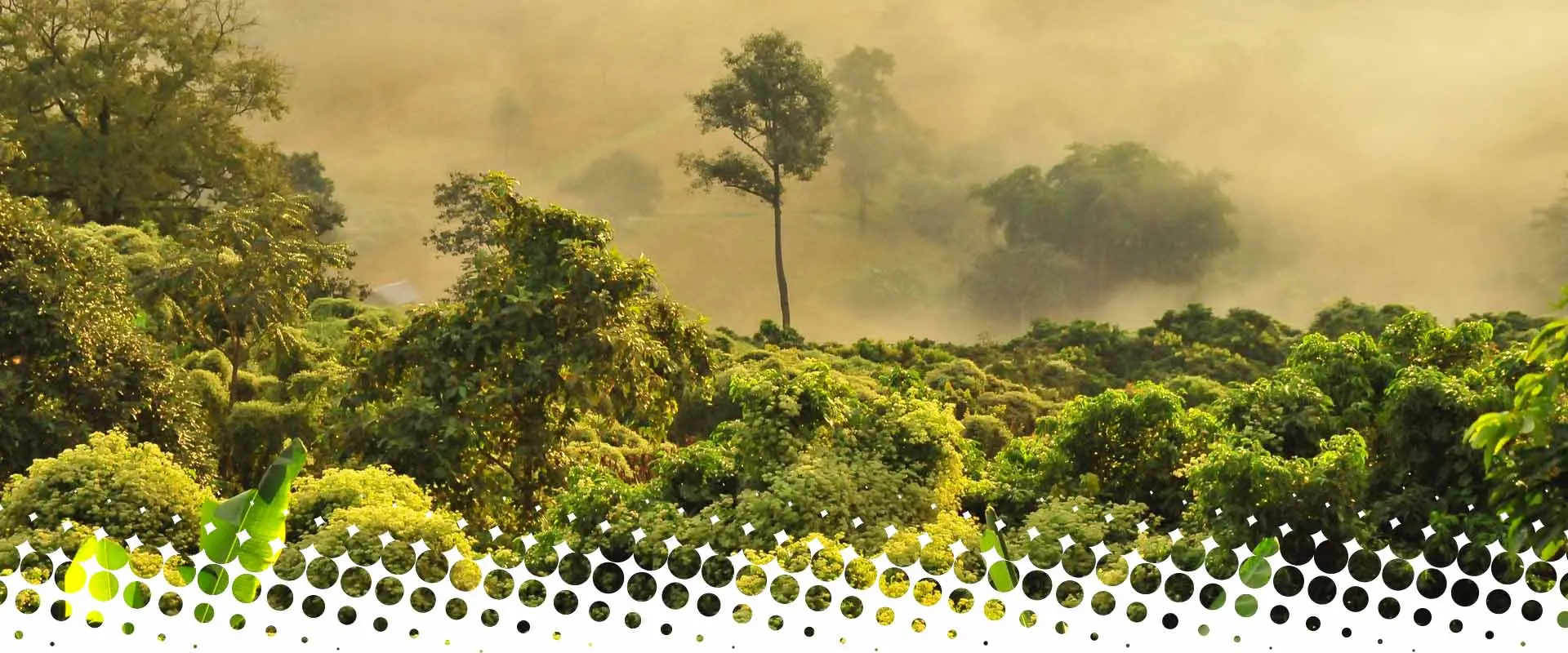 Misty landscape with dense green forest and scattered trees.